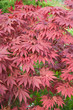 Fächer-Ahorn - Acer palmatum
