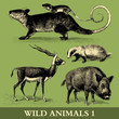 wild animals 1