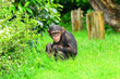 Chimpanzee