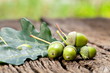 Photo: Acorn with leaves Acorn with leaves