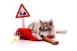 Junghund Husky wartet auf Weihnachten