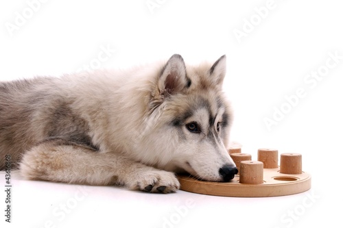 Foto: Junger Hund und Beschäftigung Junger Hund und Beschäftigung