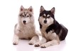 zwei liegende junge Hunde