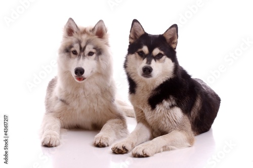 Photo: zwei liegende junge Hunde zwei liegende junge Hunde