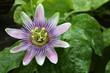 Passionsblume