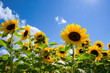 Sonnenblumen