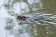 Coypu swimming in the pond - Wildlife of France