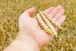 Ähren in der Hand