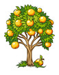 Vector: fruit tree vector illustration isolated on white background fruit tree vector illustration isolated on white background