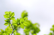 beech tree leaves