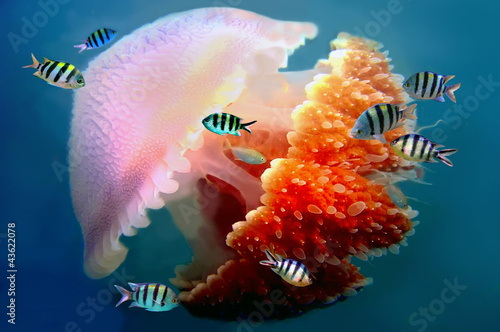 Photo: giant jellyfish swimming with tentacles following underwater giant jellyfish swimming with tentacles following underwater