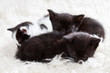 Photo: Group of kittens sleeping Group of kittens sleeping