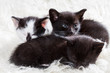 Photo: Kitten watching its siblings Kitten watching its siblings