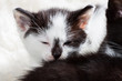 Photo: Young kitten falling asleep Young kitten falling asleep