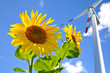 Sonnenblume und Windrad
