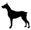Vector illustration of dog