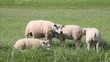Schafe - 001 - Mutter - Junge