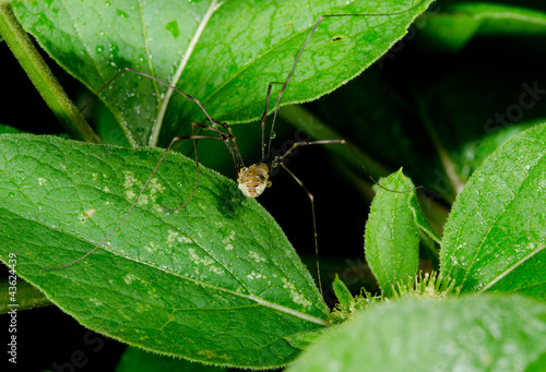 Foto: harvestman running away into bush harvestman running away into bush
