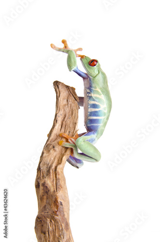 Photo: Red eyed tree frog Red eyed tree frog