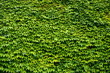 Foto: An Abstract Background Texture Of An Ivy Covered Wall An Abstract Background Texture Of An Ivy Covered Wall