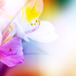 beautiful flowers made with color filters for backgrounds