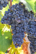 Photo: Red Grapes on the Vine Red Grapes on the Vine