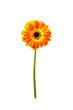 Gerbera