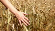 Hand and wheat (HD 1080)