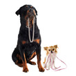 dogs with collar and leash