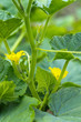 twigs with young cucumbers