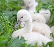 An immature Swan