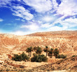 Oase in der Sahara