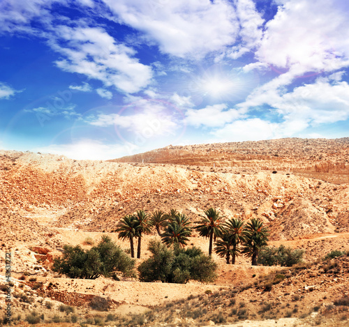 Foto : Oase in der Sahara Oase in der Sahara