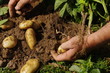 Harvesting Jersey Royal potatoes