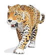 Vettoriale: Jaguar, wild cat Panther. Vector, isolated Jaguar, wild cat Panther. Vector, isolated
