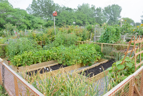 Photo: Allotment Gardens Allotment Gardens