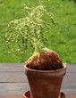 aeonium tabuliforme,