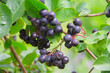 Photo: Apfelbeere - chokeberry 03 Apfelbeere - chokeberry 03