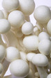 Enokitake