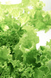 Lettuce