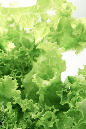 Photo: Lettuce Lettuce