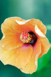 Orange hibiscus
