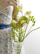Arranging freesias in vase