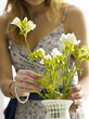 Arranging freesias in vase