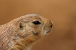 Prairie dog (Cynomis ludovicianus)