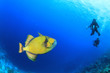 Titan Triggerfish approaches scuba divers
