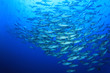 Huge school of Bohar Snapper fish gather to breed
