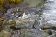 hunchback salmon (Oncorhynchus gorbuscha) 7
