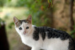 Close up of a cat