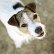 Dog looking at the camera